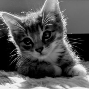 Meet your Posher, Rose